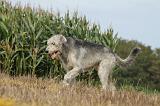 IRISH WOLFHOUND 155